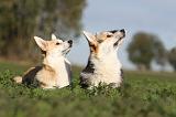 CORGI PEMBROKE 654